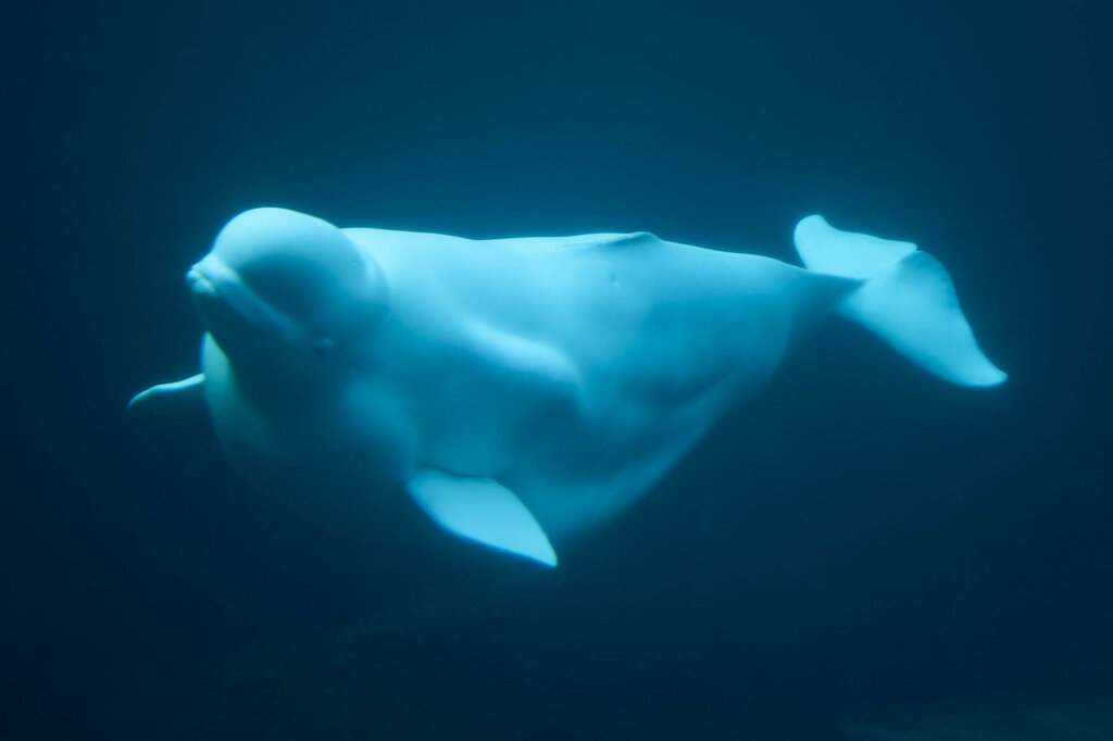 Beluga Whale Believed to Be Russian Spy, Appears in Sweden